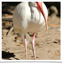 White Ibis - Standing